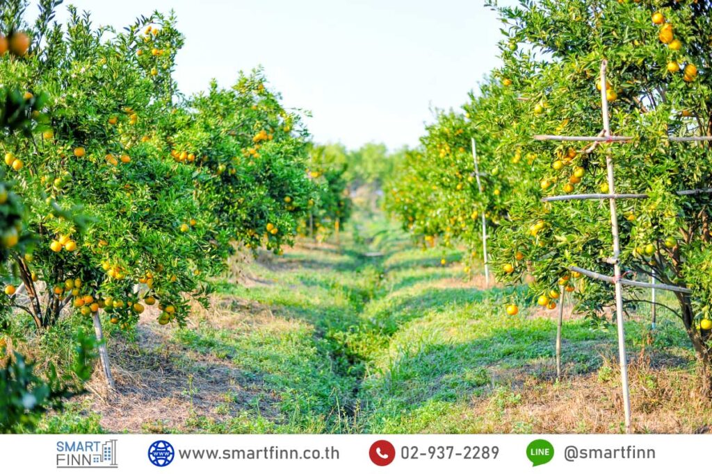 ที่ดินแบบไหน เหมาะขายฝากที่ดิน